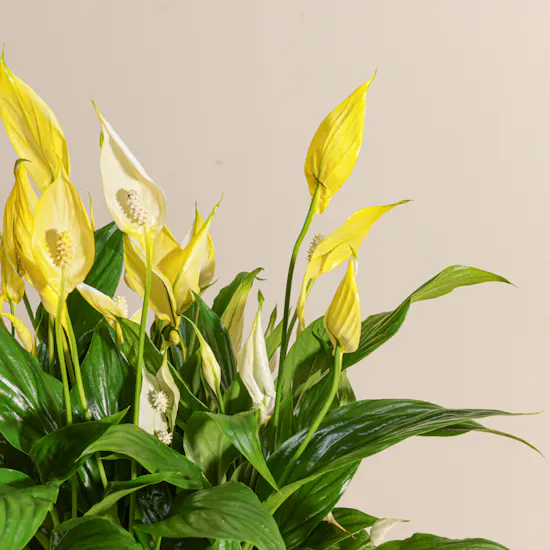 Elegant Yellow Spathiphyllum Plant