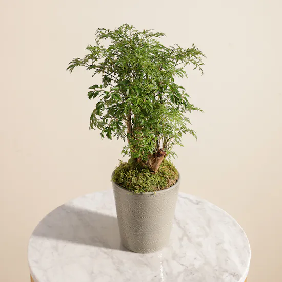 Polyscias Plant