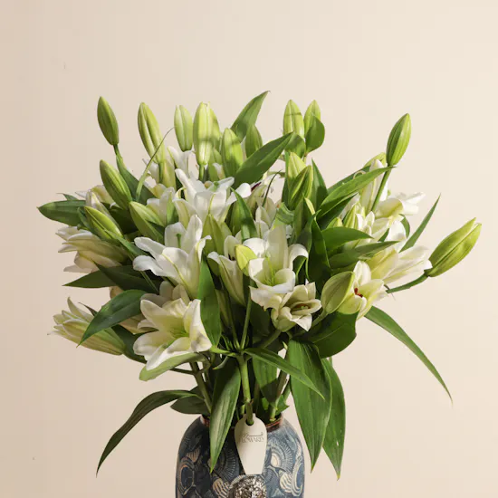 Majestic White Lilyum Vase