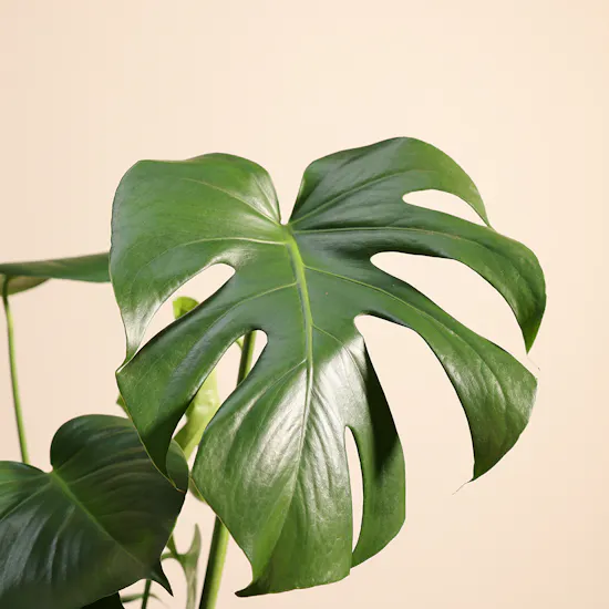 Enchanting Monstera Vase