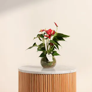 Anthurium Red