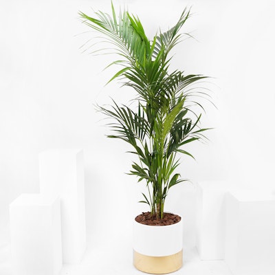 Charming Kentia Palm Plant