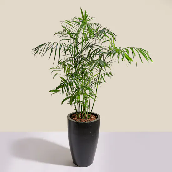 Elegant Chamaedorea Seifrizii Palm Pot