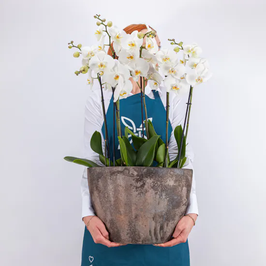 Cool White Orchid Plant