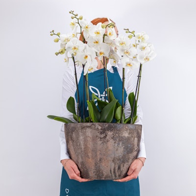 Cool white | Orchid Plant