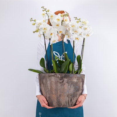 Cool White Orchid Plant Cool White Orchid Plant