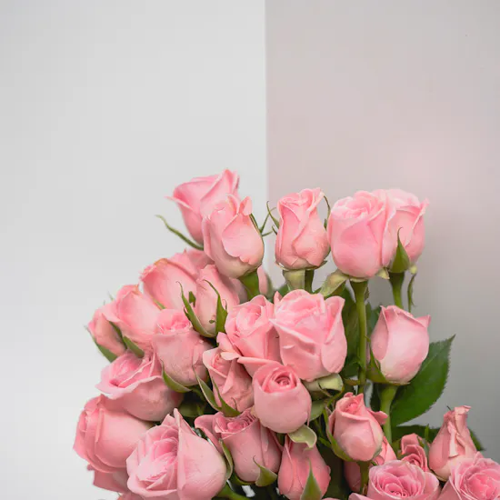 Feel Good Tea Lavender Discovery Box | 25 Pink Baby Roses Bouquet