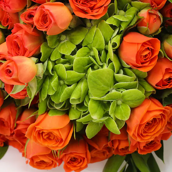 Garden Baby Roses