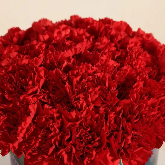 Romantic Red Carnation Box | 35 Flowers