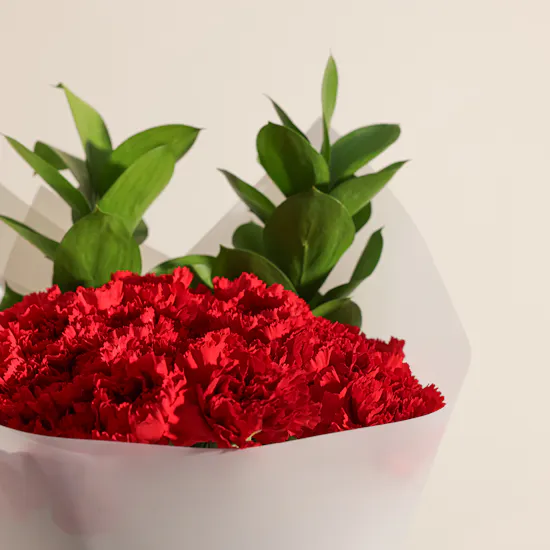 Love Carnations Bouquet | 25 Flowers