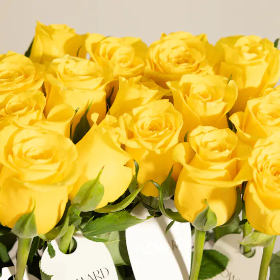 Teacher's Day Single Yellow Rose Giveaways