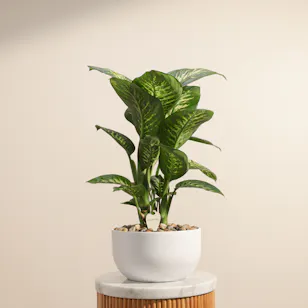 Stunning Large Dieffenbachia Plant