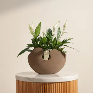 Duo White Spathiphyllum Plant Duo White Spathiphyllum Plant