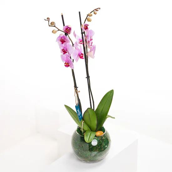 Single Pink Orchid | Fishbowl Vase