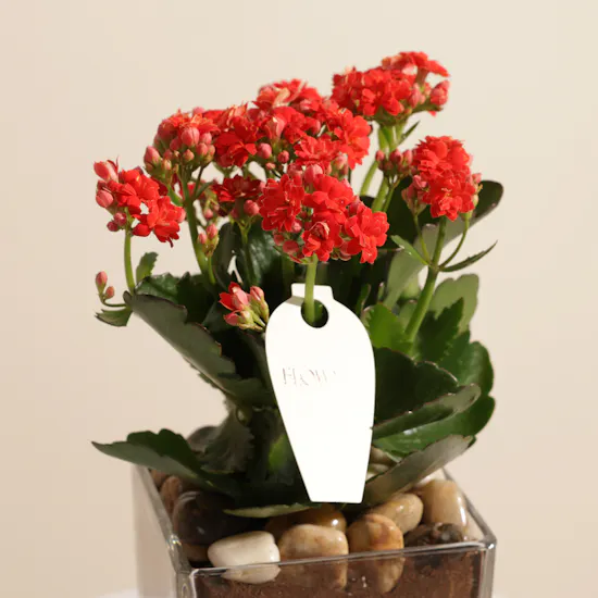 Small Red Kalanchoe Plant