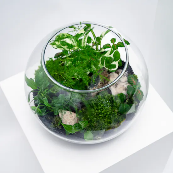 Little Lively Garden | Closed Terrarium