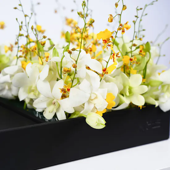 Qura'an Black Box | White Orchids