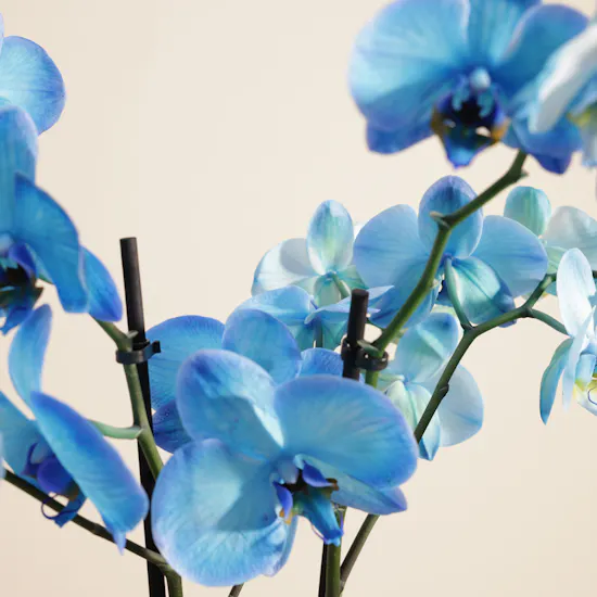 Majestic Tall Blue Phalaenopsis Orchid Plant
