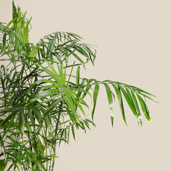 Elegant Chamaedorea Seifrizii Palm Pot
