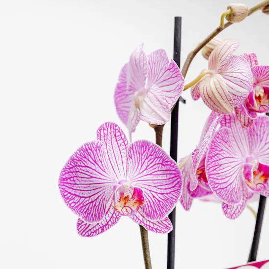 Happy Birthday Purple Orchid Plant