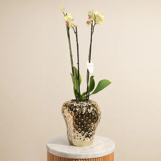 Joyful Tall Yellow Phalaenopsis Plant