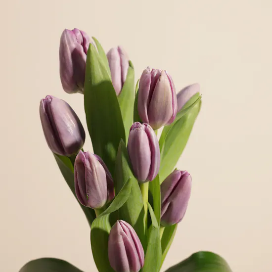 Quiet Expression Tulip Vase