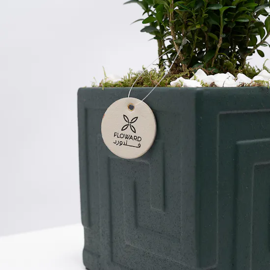 Buxus Sempervirens | Dark Green Pot