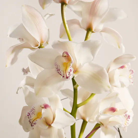 Pure Flowers Vase