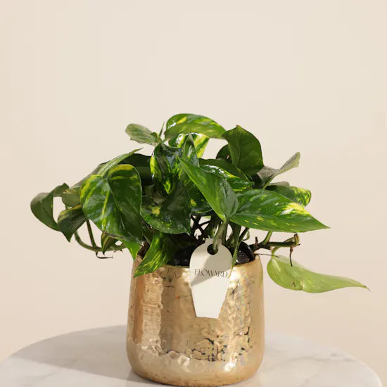 Calm Epipremnum Marble Queen Plant