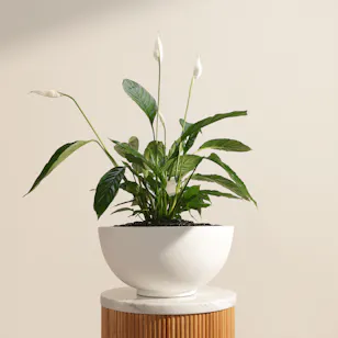 Tall White Spathiphyllum Bingo Plant