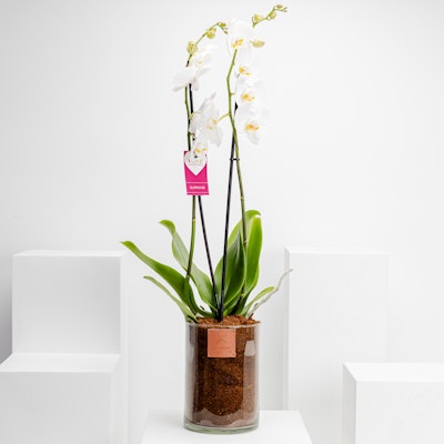 White Orchid Plant | Glass Pot