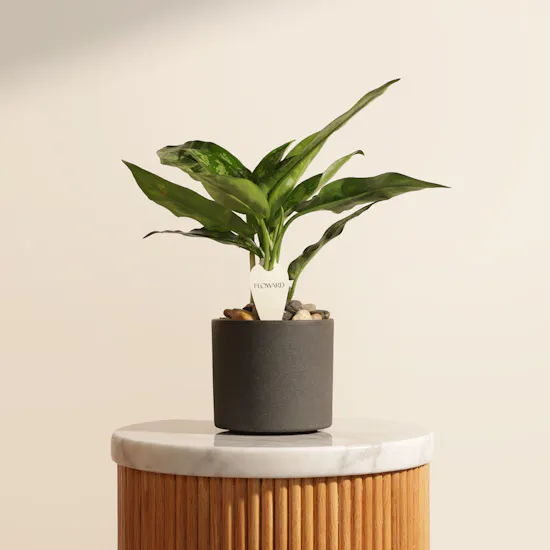 Serene Green Maria Aglaonema Plant
