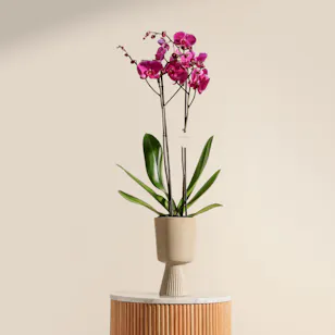 Pure Purple Orchid Plant Vase
