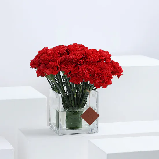 50 Red Carnations | Square Vase