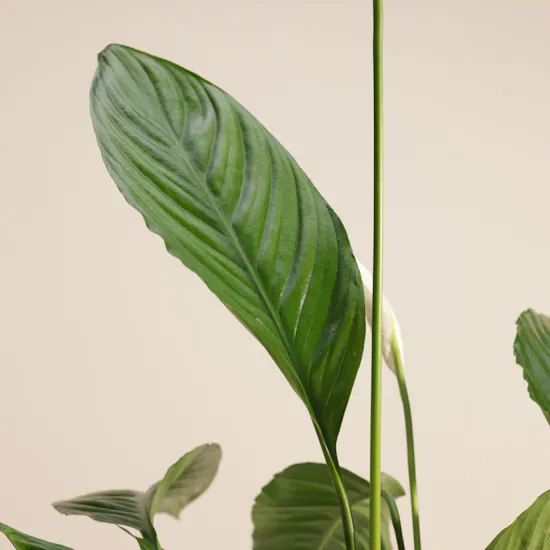 Tall White Spathiphyllum Bingo Plant