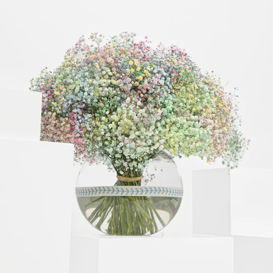 Alleviating Gypsophila | Glass Vase