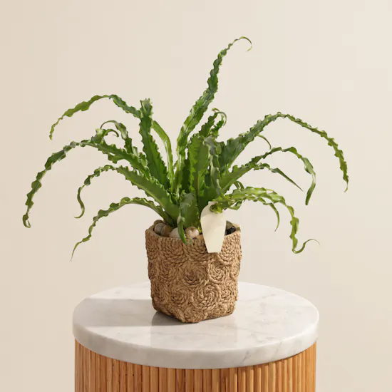 Stunning Asplenium Antiquum Osaka Plant