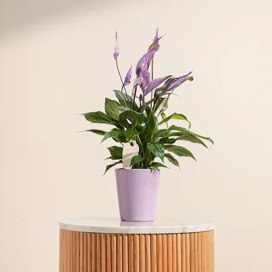 Spathiphyllum Make-Upz Purple