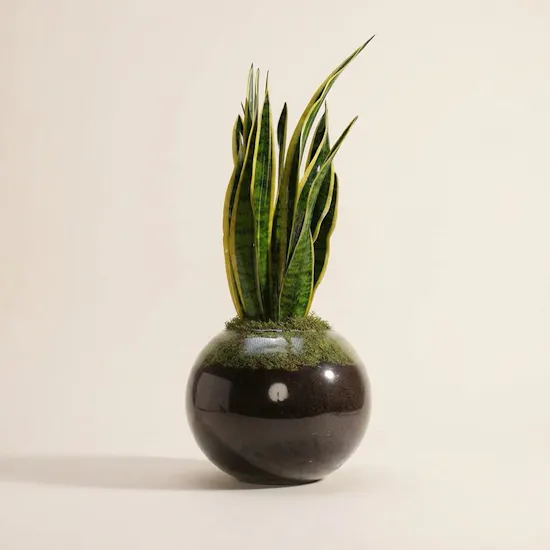 Well Done Sansevieria Laurentii
