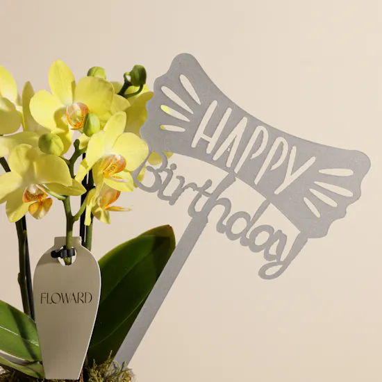 Cheerful Birthday Yellow Phalaenopsis Plant