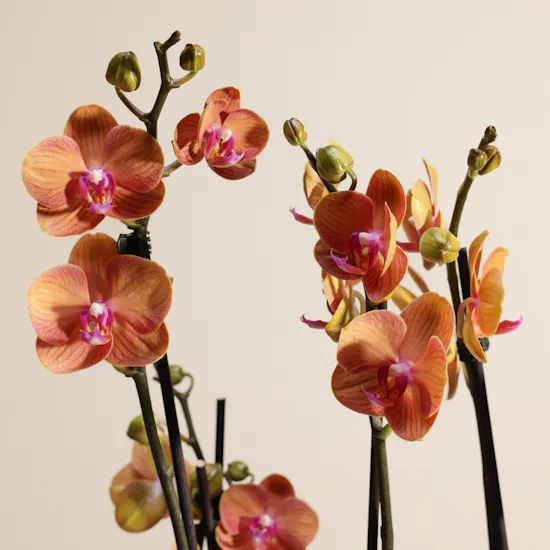 Orange Phalaenopsis Orchid Duet Plants