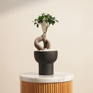Exotic Ficus Ginseng Plant
