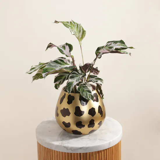 Mesmerizing Calathea Stella Plant