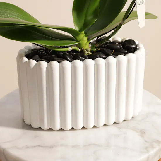 Father's Day Fancy White Infinity Circle Phalaenopsis Plant