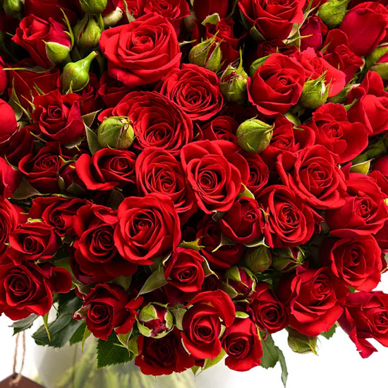 50 Red Baby Roses | Vase