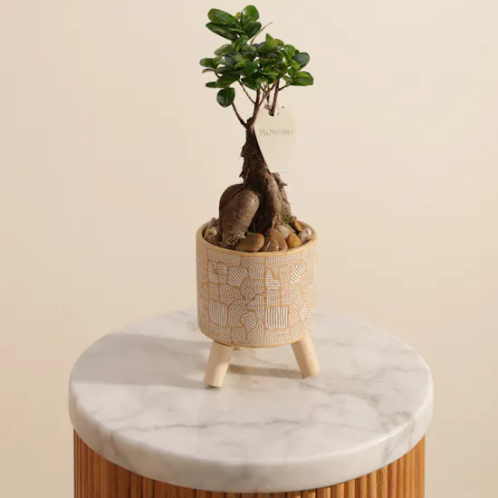 Magical Ficus Ginseng Plant
