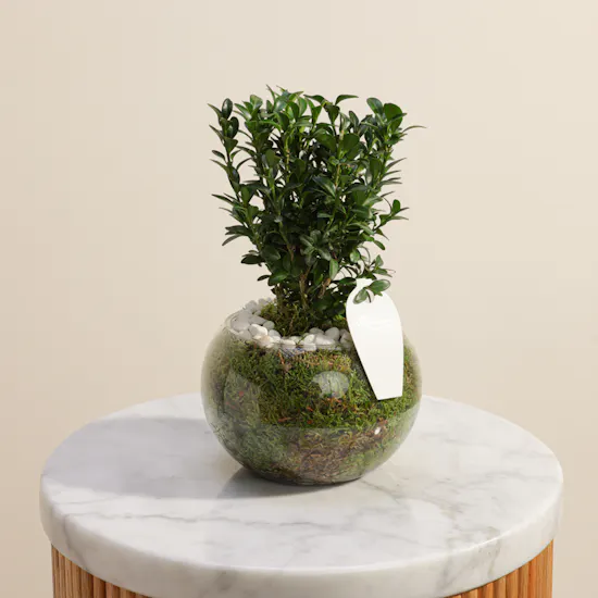 Buxus Sempervirens Plant | Glass Pot
