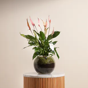 Peace Lilies Pink