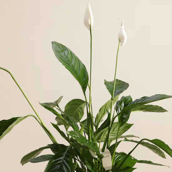 Tall White Spathiphyllum Bingo Plant