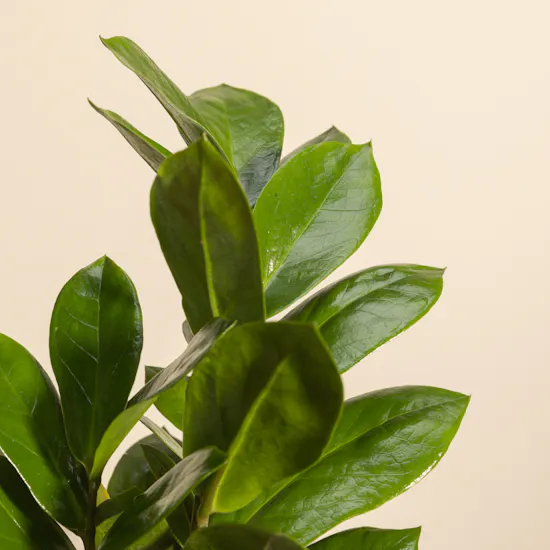 Charming Zamioculcas Plant Pot